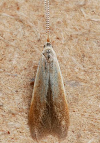 Réf. 288 575 : Coleophora limosipennella